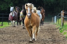CC0 Creative Commons via Pixabay